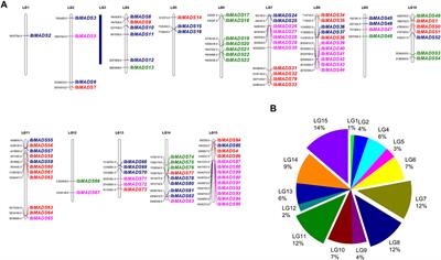 Genome-Wide Identification and Expression Analysis of the MADS-Box Gene Family in Sweet Potato [Ipomoea batatas (L.) Lam]